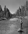 Fly fishing on the Metolius River, Oregon