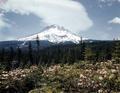 Mt. Hood and rhododendrons in bloom in June