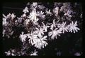 Closeup of star magnolia at Lewis Brown Farm, Corvallis, Oregon, circa 1970