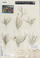 Astragalus sterilis Barneby