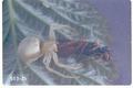 Misumena calycina (Crab spider)