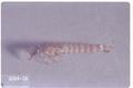 Philonthus sordidus (Rove beetle)