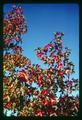 Gum trees in fall, Corvallis, Oregon 1967