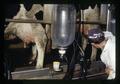 Technician washing cow udders in milking parlor, Oregon State University, Corvallis, Oregon, circa 1973