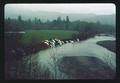 Old cars along streambank, Curry County, Oregon, circa 1970