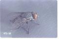 Tachina fly