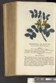 A New Family Herbal or Familiar Account of the Medical Properties of British and Foreign plants also their uses in Dying and the Various Arts arranged according to the Linnaean System [p462]