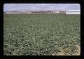 Irrigated potato field, Malheur County, Oregon, 1971