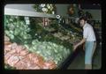 Safeway vegetable counter, Oregon, February 1975