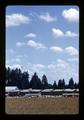 Turkeys, Clackamas County, Oregon, August 1972