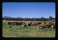 Hereford cattle, Oregon, circa 1972