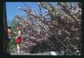 Flowering trees by Memorial Union bookstore entrance, Oregon State University, Corvallis, Oregon, 1975