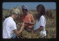 Three student assistants working in a wheat field, Oregon, 1975