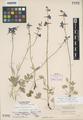 Delphinium diversifolium Greene ssp. harneyense Ewan