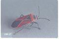 Neacoryphus bicrucis (Whitecrossed seed bug)