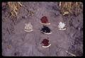 Samples of beans from five varieties on ground, 1966