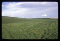 Wheat field and power transmission lines, Wasco County, Oregon, March 1968