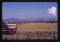 Calendula seed field being harvested, Medford, Oregon, 1972