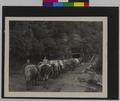2 men with 12 head ox-team, entering tunnel cut into hill. View from rear.  (recto)