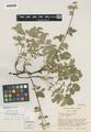 Potentilla glandulosa Lindl. var. campanulata C.L. Hitchc.
