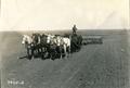 Horse drawn seeder in Montana