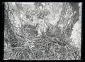 Red-tailed hawks in nest