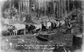 Charles K. Spaulding Logging Co.'s outfit in the old way of hauling logs.'