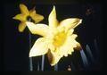 Daffodil, Oregon, circa 1973