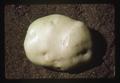 Prize-winning potato, Oregon State Fair, Salem, Oregon, 1975