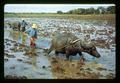 Farmers plowing with water buffalo, Thailand, circa 1970