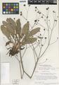 Eriogonum atrorubens Englem. var. auritulum Hess & Reveal
