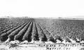 Klamath potatoes above Merrill, Oregon