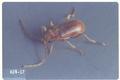 Ptinus clavipes (Brown spider beetle)