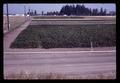 Soil test plot, Oregon State University, Corvallis, Oregon, circa 1969