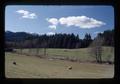 Sheep, trees, and pasture, Oregon, 1976