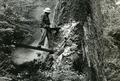 Ross Holliwell cutting diseased spruce in campground