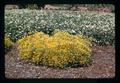 Low-growing Scotch Broom and wild strawberries, North Willamette Experiment Station, Aurora, Oregon, circa 1972