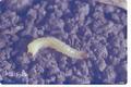 Diabrotica virgifera virgifera (Western corn rootworm)