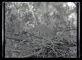 Mexican ground dove