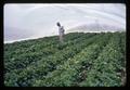 Superintendent Richard Bullock with strawberries under plastic, North Willamette Experiment Station, Aurora, Oregon, circa 1965