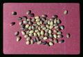 Dried beans, August 1974