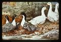 Painting of ducks by Hashime Murayama, 1979