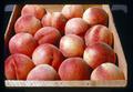 Best box of peaches, Oregon State Fair, Salem, Oregon, 1971