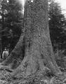 Man standing next to base of a spruce tree