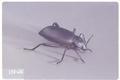 Eleodes hispilabris (Darkling beetle)