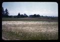 Depleted soils check plot on Red Soils Experiment Area, 1961