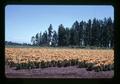 Lilies at DeGraff Farm near Wilsonville, Oregon, circa 1973