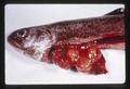 Rainbow trout with hepatoma, circa 1965