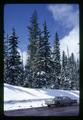 Douglas fir trees in snow, Cascade Mountains, Oregon, 1967