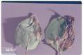 Caloptilia syringella (Lilac leafminer)